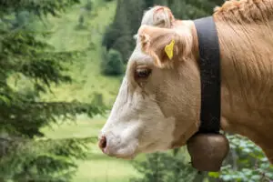 cow's head with bell on neck