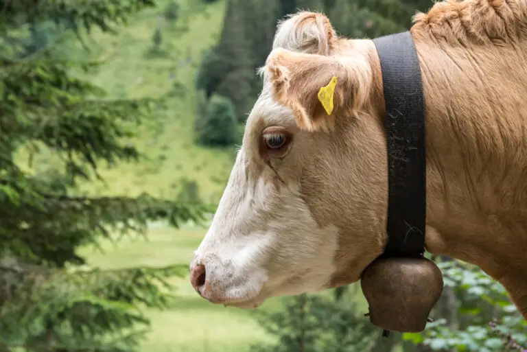 cow's head with bell on neck